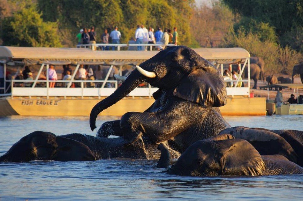 Victoria Falls: Chobe National Park Day Trip with Lunch | ®ExcursionMania