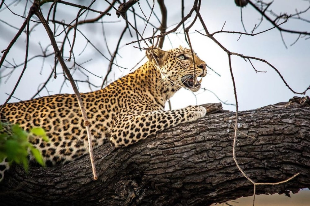 Victoria Falls: Chobe National Park Day Trip with Lunch | ®ExcursionMania