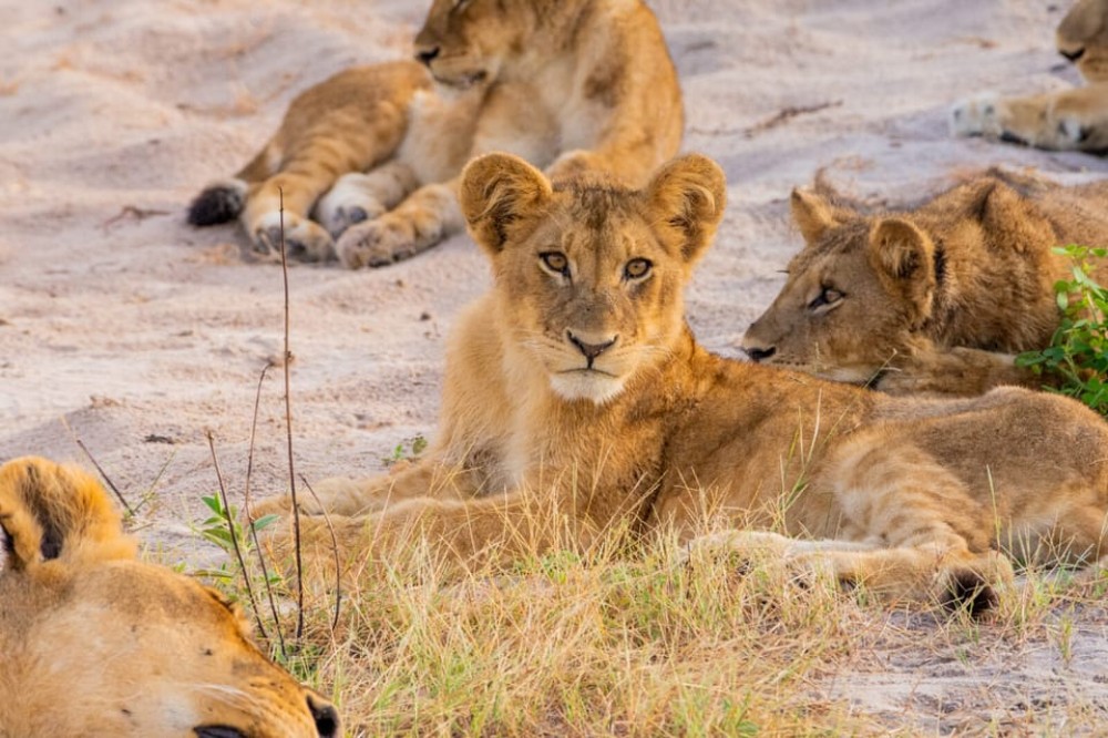 Victoria Falls: Chobe National Park Day Trip with Lunch | ®ExcursionMania
