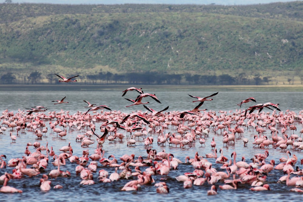Lake Nakuru National Park: Day Trip from Nairobi | ®ExcursionMania