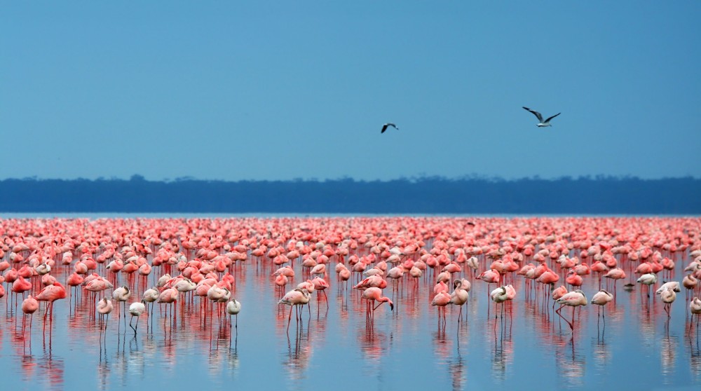 Lake Nakuru National Park: Day Trip from Nairobi | ®ExcursionMania