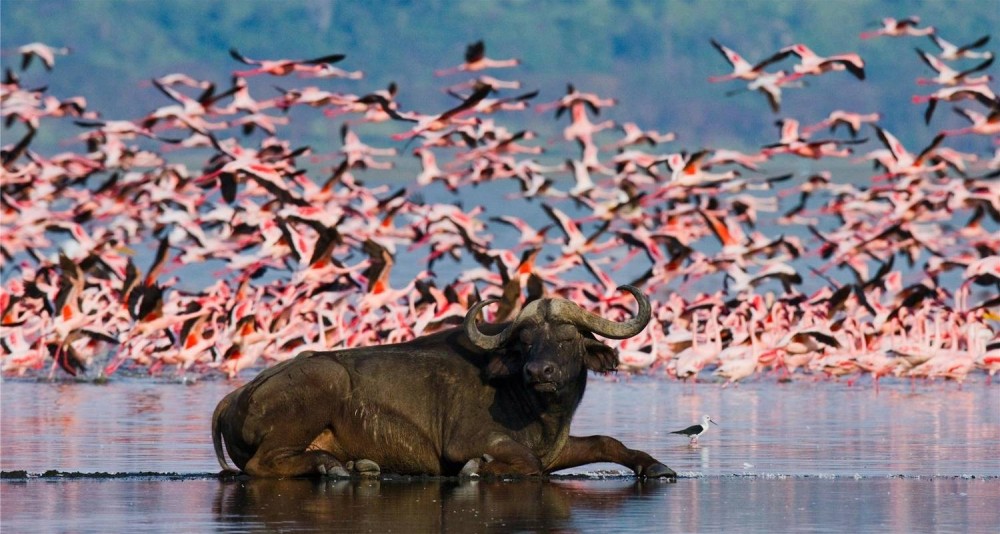 Lake Nakuru National Park: Day Trip from Nairobi | ®ExcursionMania