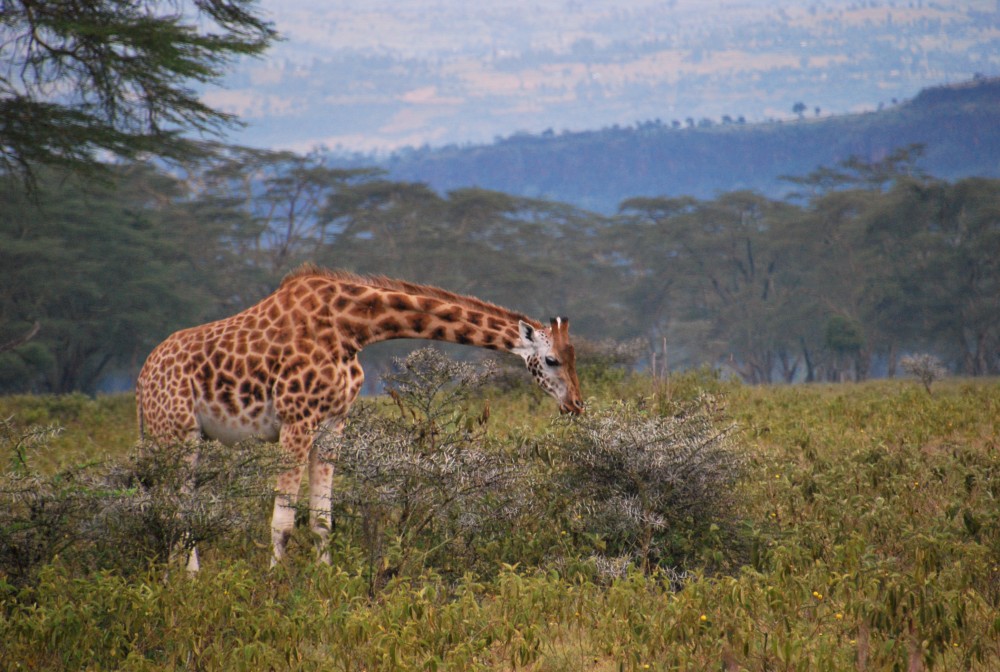 Lake Nakuru National Park: Day Trip from Nairobi | ®ExcursionMania