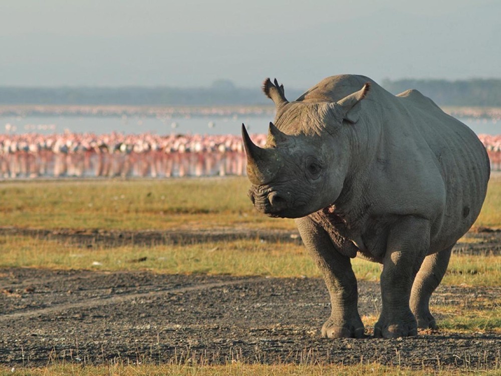 Lake Nakuru National Park: Day Trip from Nairobi | ®ExcursionMania