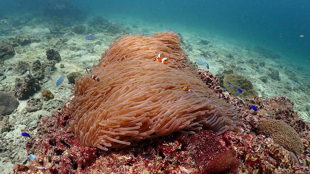 Full-Day Koh Phi Phi Scuba Diving Course from Phuket | ®ExcursionMania