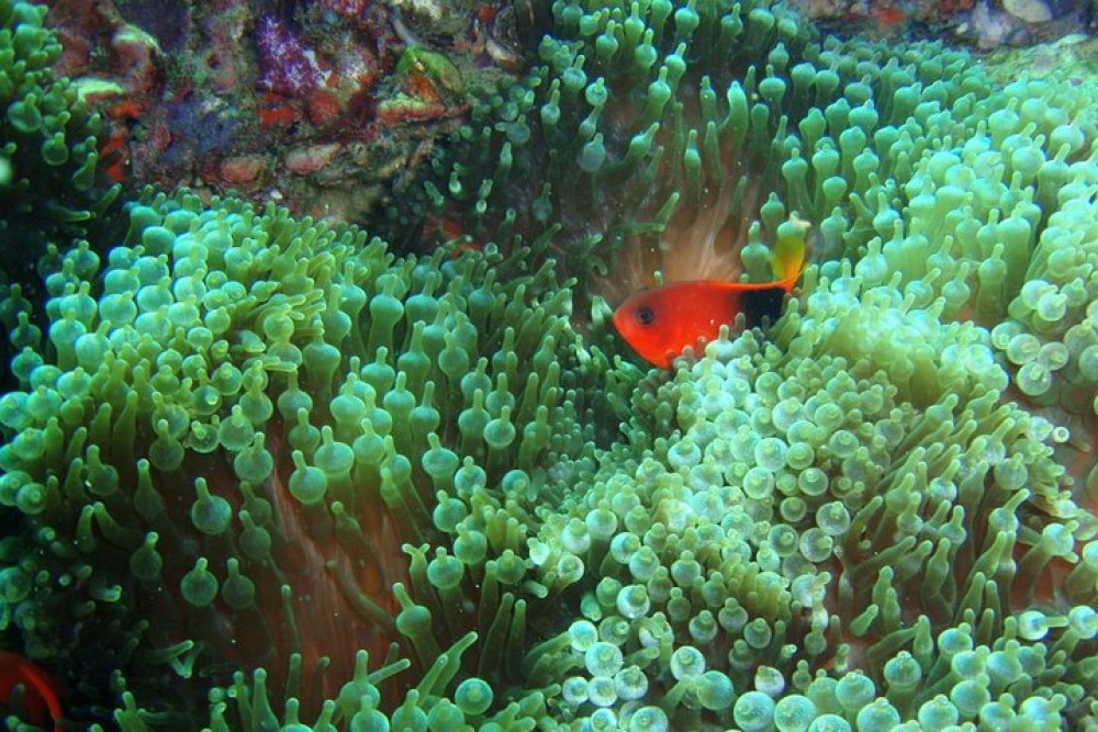 Full-Day Koh Phi Phi Scuba Diving Course from Phuket | ®ExcursionMania