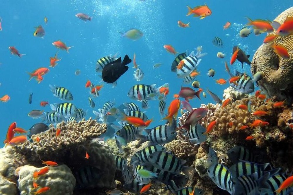 Full-Day Koh Phi Phi Scuba Diving Course from Phuket | ®ExcursionMania