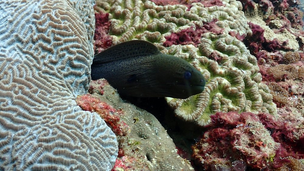 Full-Day Koh Phi Phi Scuba Diving Course from Phuket | ®ExcursionMania