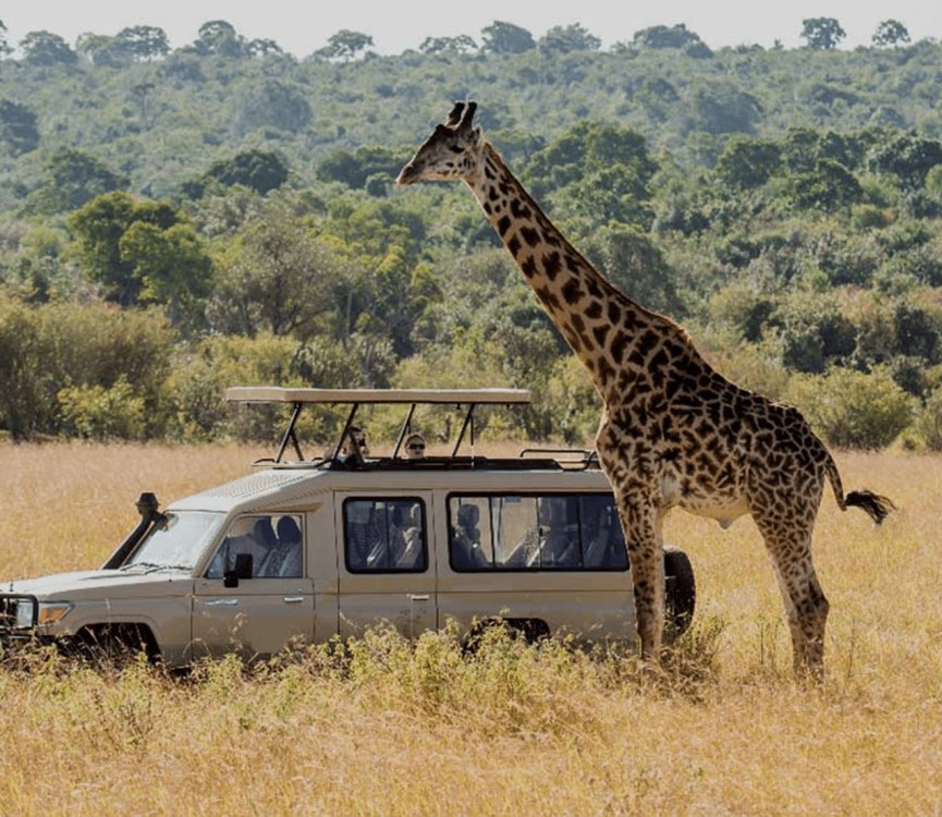 Safari : Big 5 - Hwange National Park Safari Day Tour | ®ExcursionMania