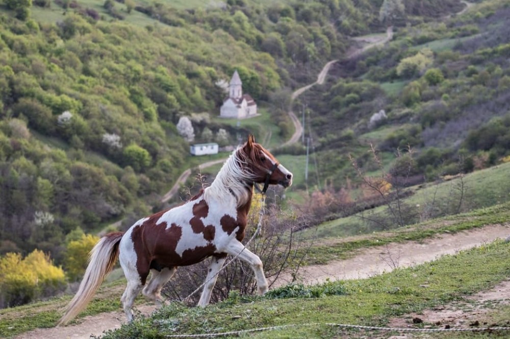 Tbilisi: Kakheti Horse Riding, Wine Tasting, and Cooking | ®ExcursionMania
