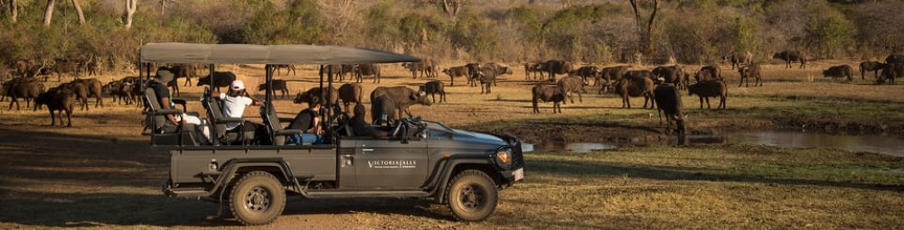 Victoria Falls: Big 5 Night Rhino Game Drive  Bush Dinner | ®ExcursionMania