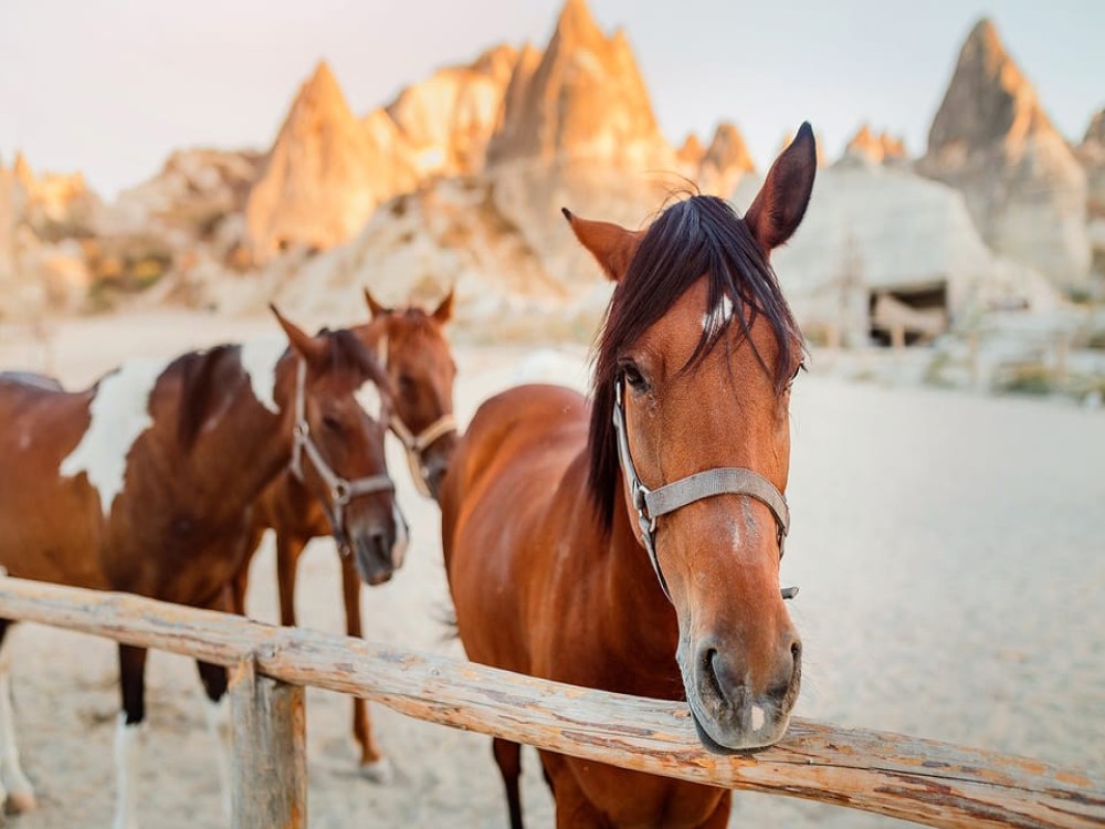 Cappadocia: Horse Riding Adventure w/Hotel Pickup | ®ExcursionMania