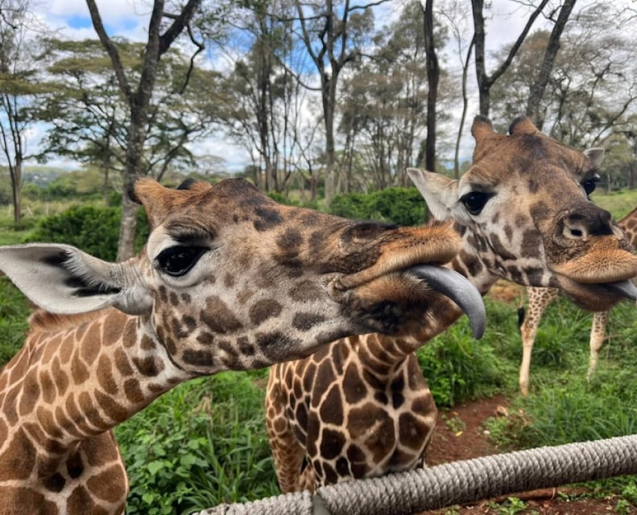 Elephant Orphanage and Giraffe Center Tour | ®ExcursionMania