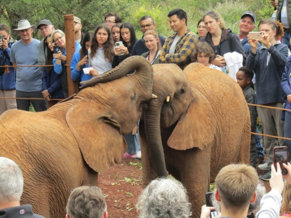 Elephant Orphanage and Giraffe Center Tour | ®ExcursionMania