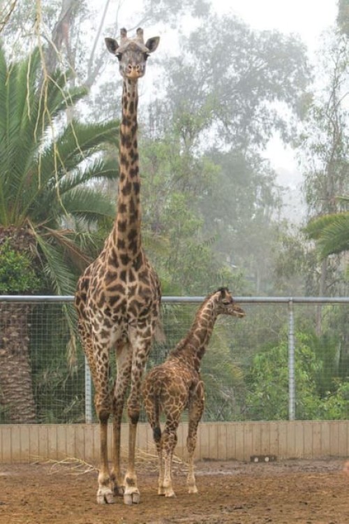 Elephant Orphanage and Giraffe Center Tour | ®ExcursionMania
