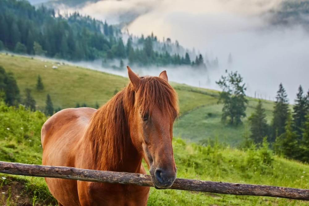 1 Day Horse Riding Adventure in Borjomi Mountains | ®ExcursionMania
