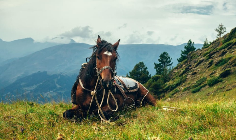 1 Day Horse Riding Adventure in Borjomi Mountains | ®ExcursionMania