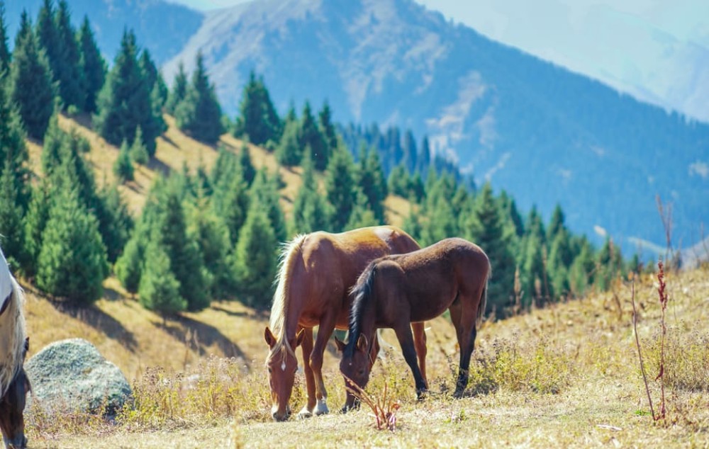 1 Day Horse Riding Adventure in Borjomi Mountains | ®ExcursionMania