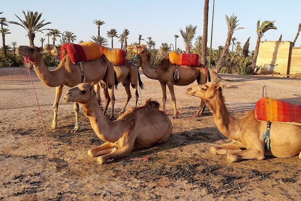 Sunset Camel Ride in Agadir or Taghazout With Transfers | ®ExcursionMania