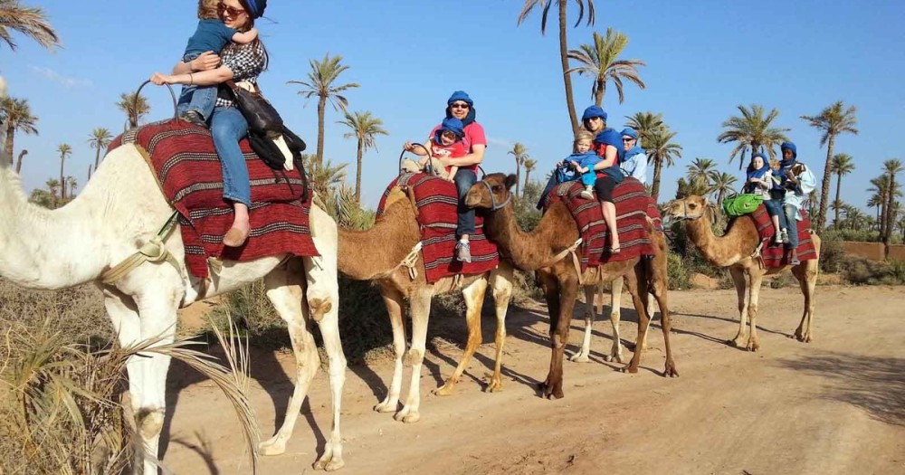 2 Hour Camel Ride From Agadir or Taghazout | ®ExcursionMania