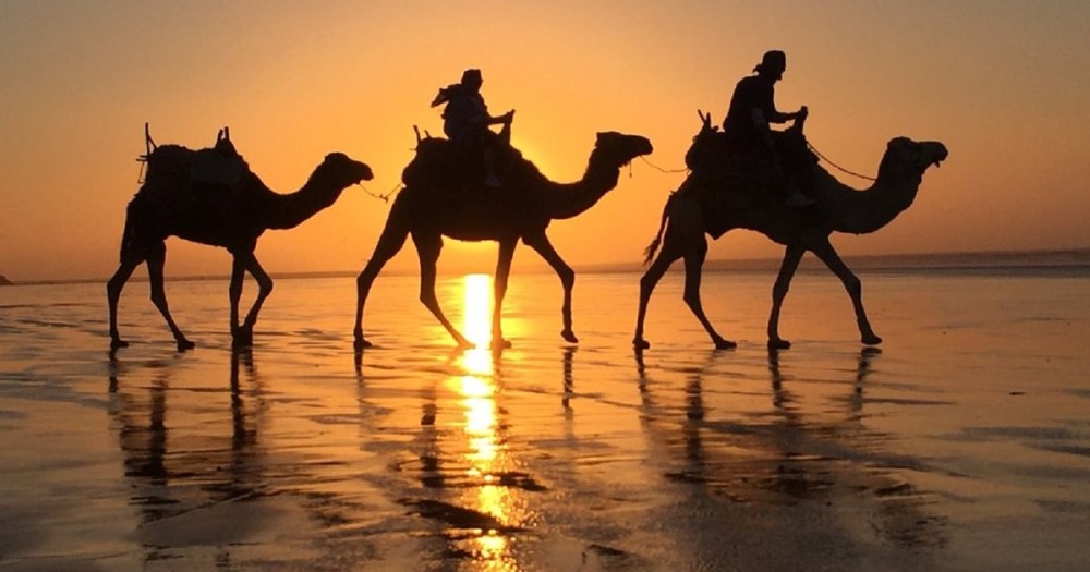2 Hour Camel Ride From Agadir or Taghazout | ®ExcursionMania