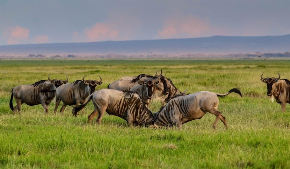3 days 2nights masai mara joining safari Jeep | ®ExcursionMania