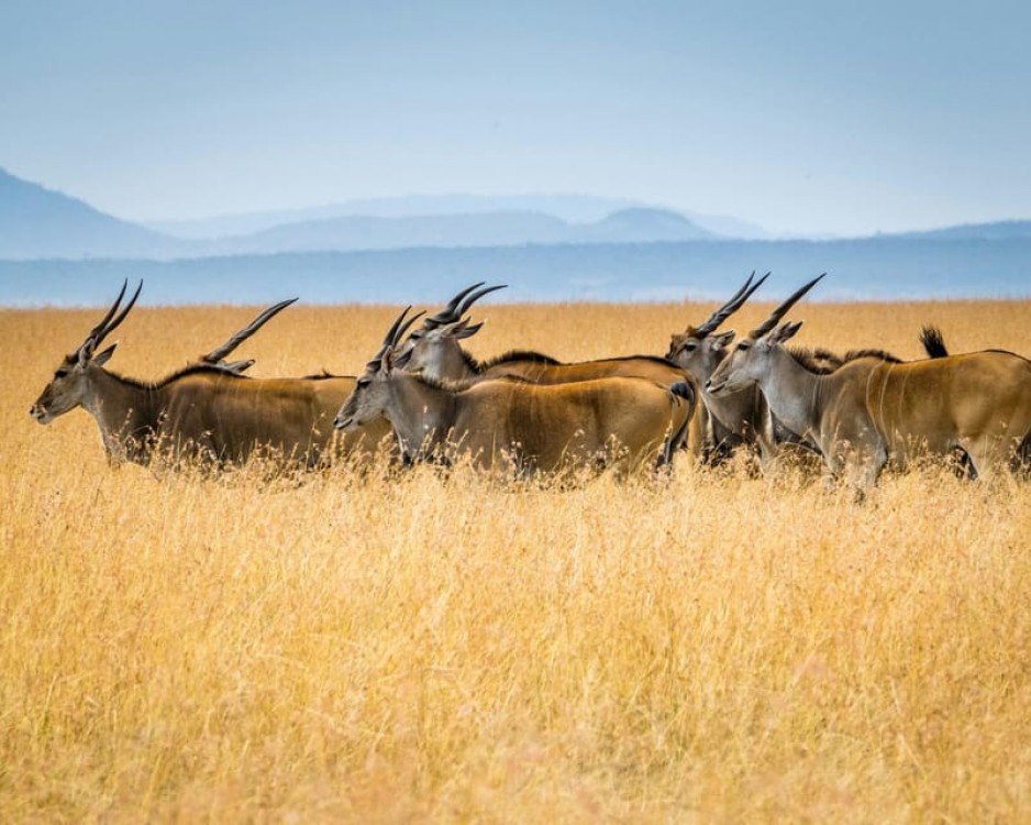 3 days 2nights masai mara joining safari Jeep | ®ExcursionMania