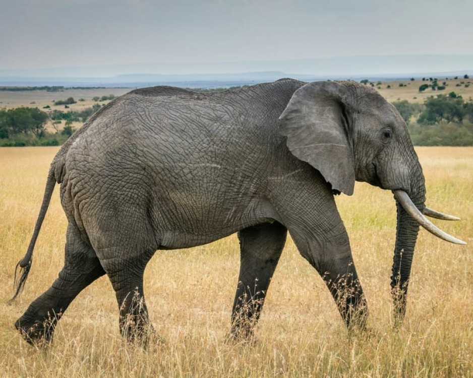 3 days 2nights masai mara joining safari Jeep | ®ExcursionMania