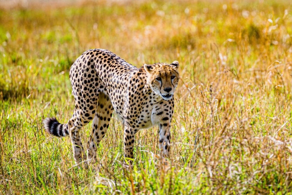 3 days 2nights masai mara joining safari Jeep | ®ExcursionMania