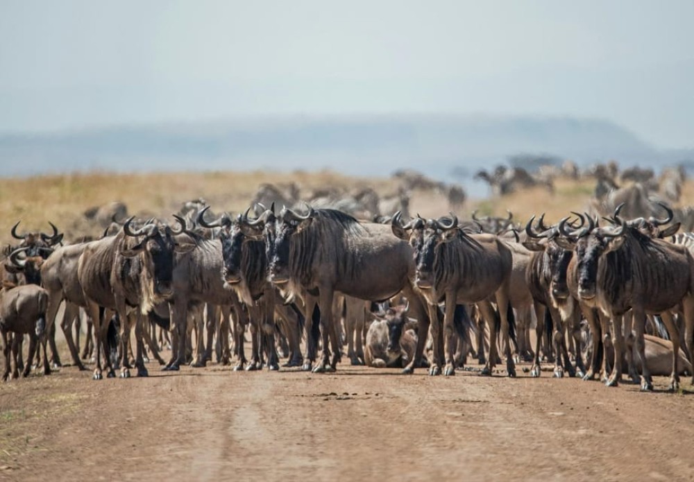 3 days 2nights masai mara joining safari Jeep | ®ExcursionMania