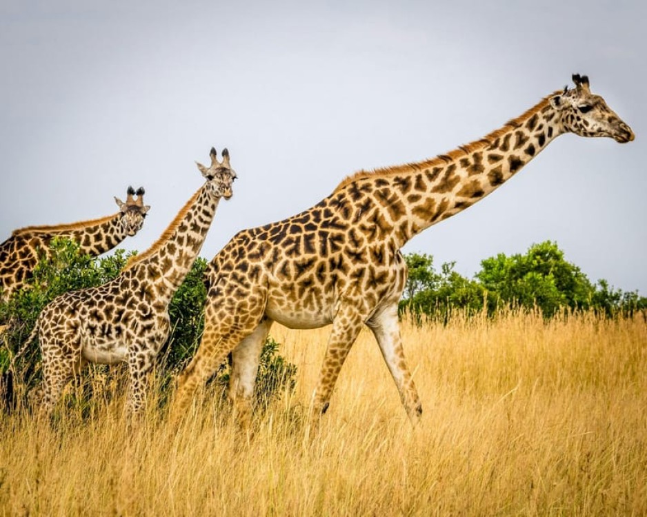 3 days 2nights masai mara joining safari Jeep | ®ExcursionMania