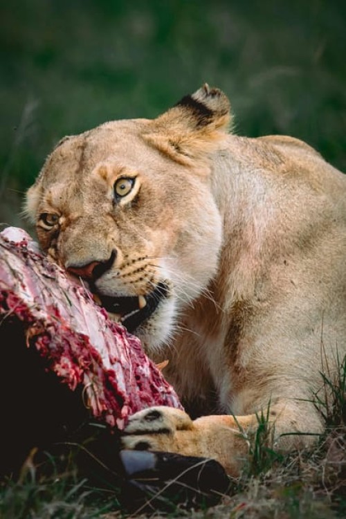 3 days 2nights masai mara joining safari Jeep | ®ExcursionMania