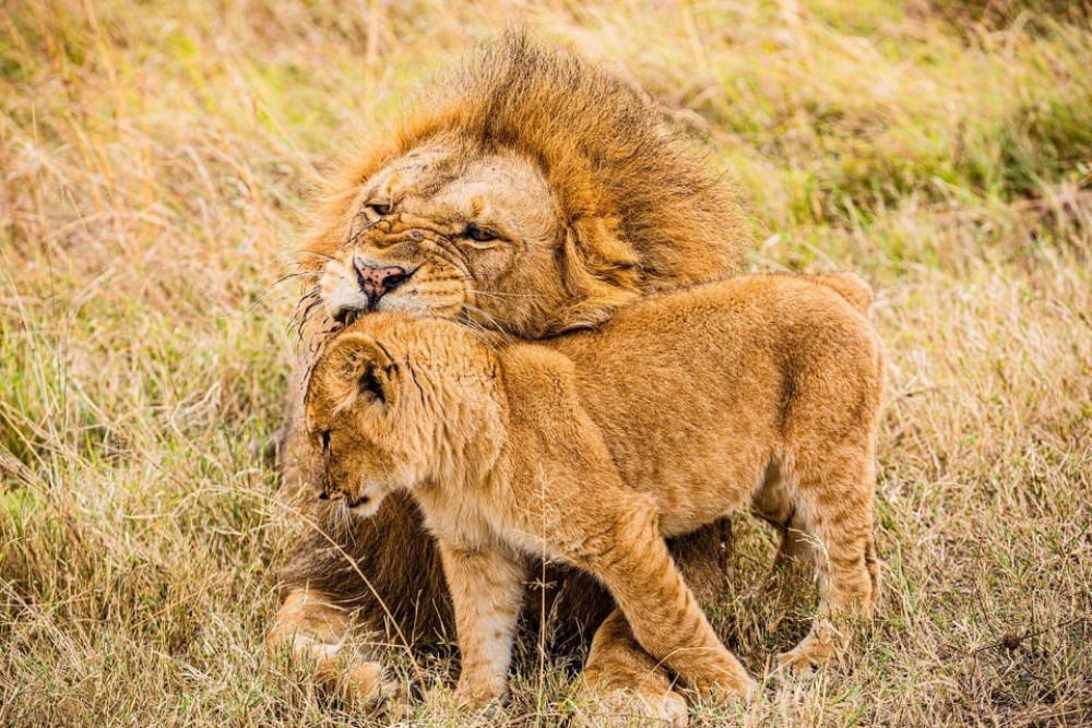 3 days 2nights masai mara joining safari Jeep | ®ExcursionMania