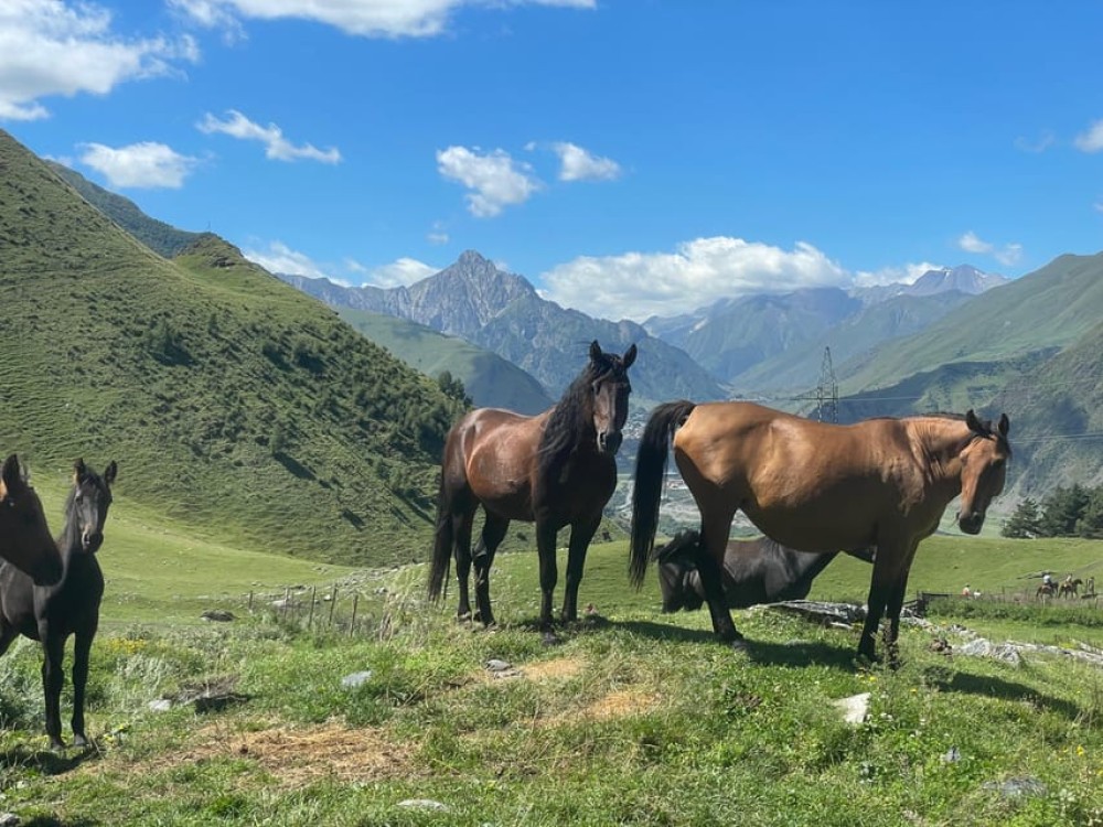 Kazbegi: Horse Riding Adventure from Rooms Hotel Kazbegi | ®ExcursionMania