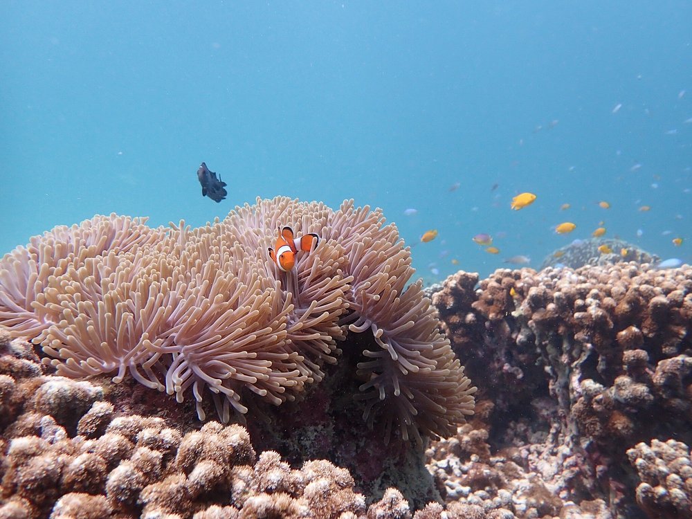 Full-Day Racha Yai Private Scuba Diving Course from Phuket | ®ExcursionMania