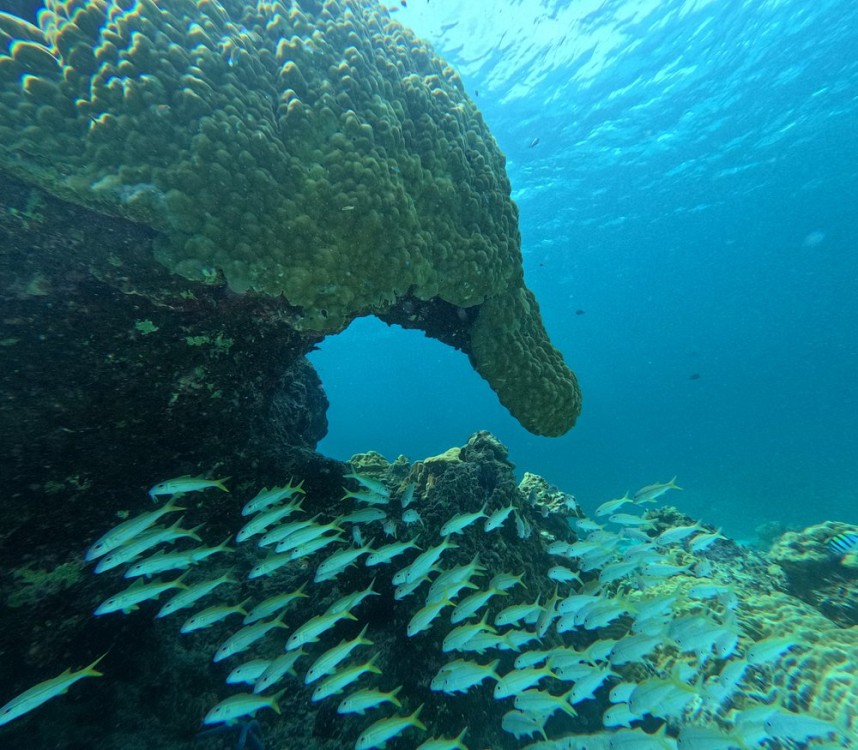 Full-Day Racha Yai Private Scuba Diving Course from Phuket | ®ExcursionMania