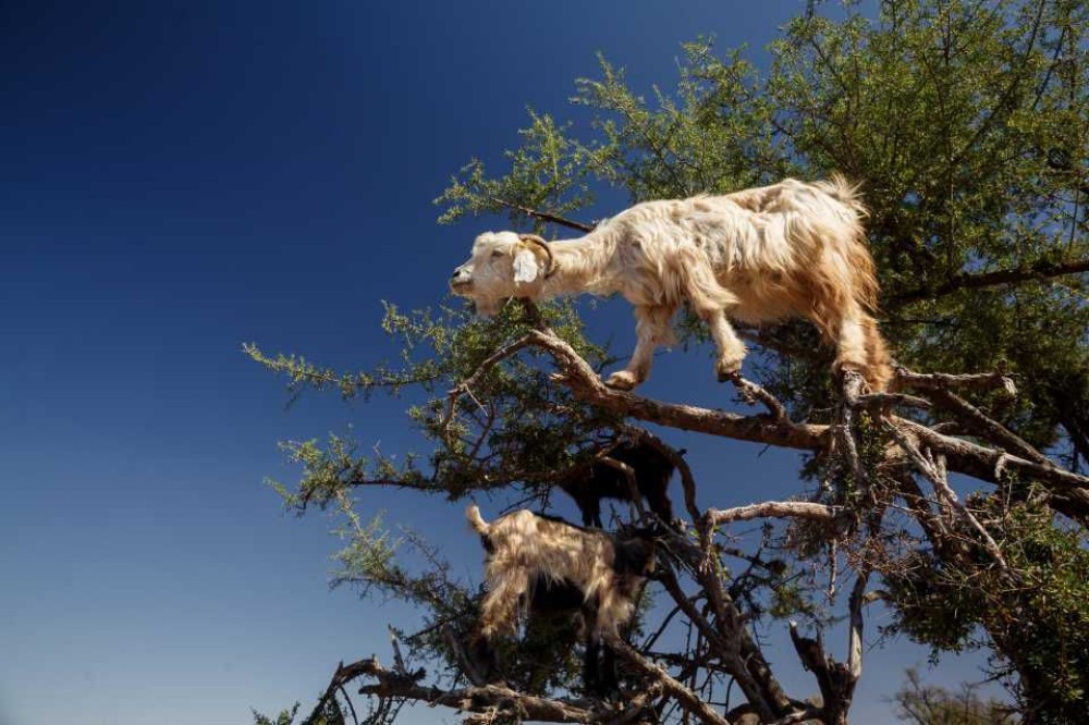 Goats on the Tree Trip in Agadir | ®ExcursionMania