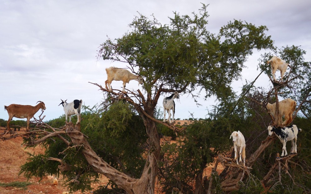 Goats on the Tree Trip in Agadir | ®ExcursionMania