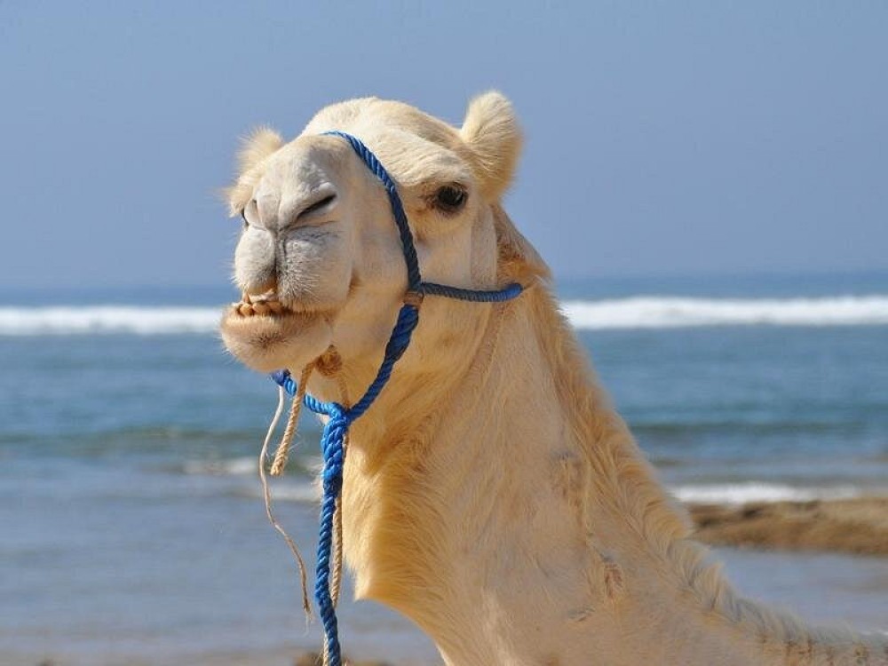 Agadir Cooking Class Including Paradise Valley and Sand Dunes Desert | ®ExcursionMania