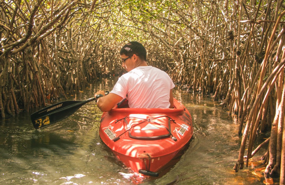 Mangrove Kayaking | ®ExcursionMania