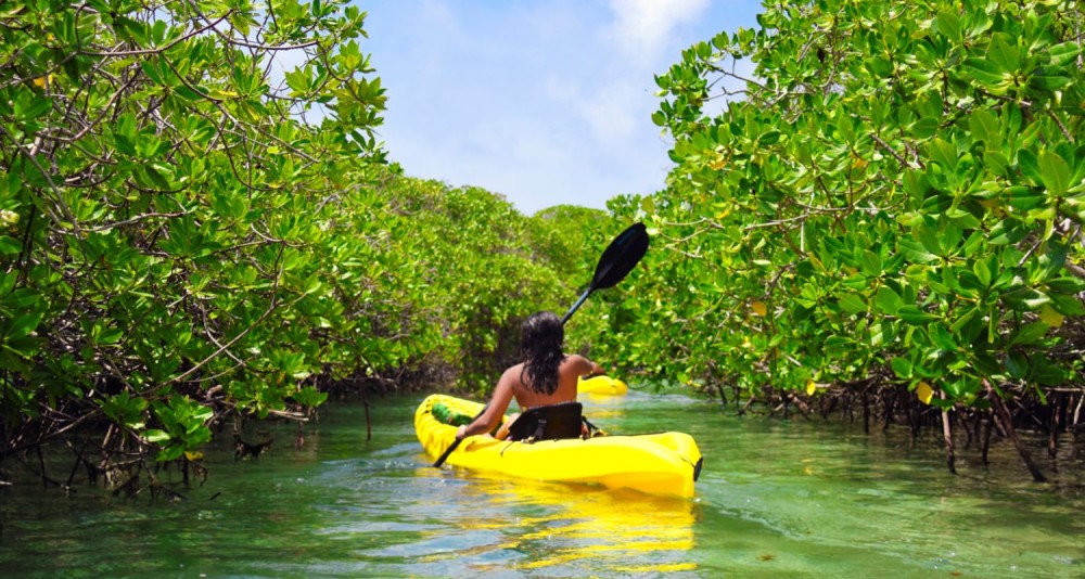 Mangrove Kayaking | ®ExcursionMania