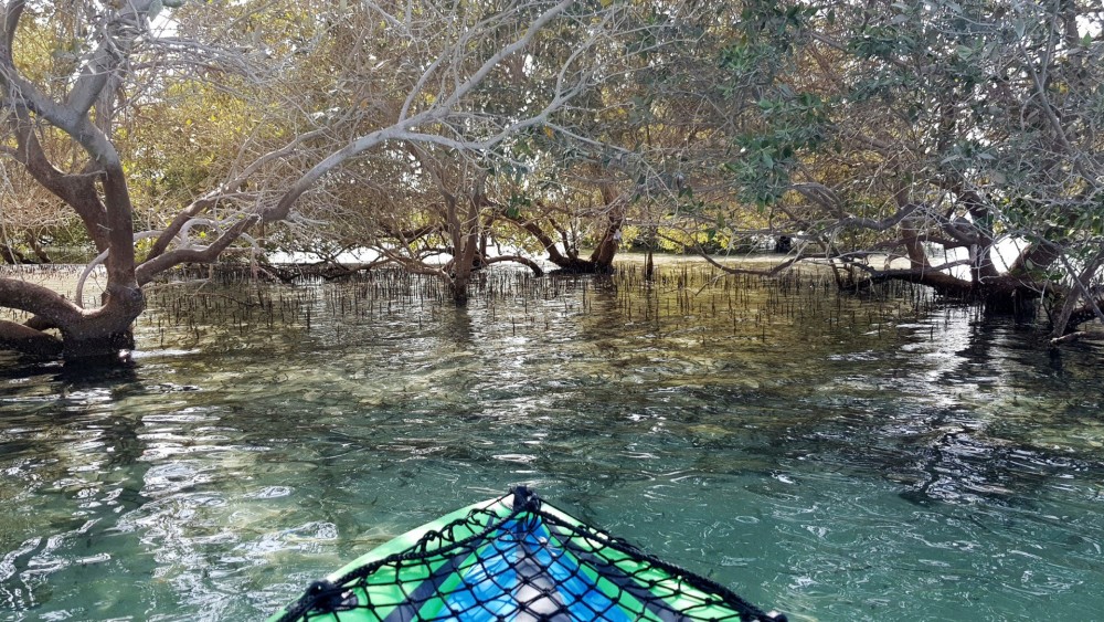 Mangrove Kayaking | ®ExcursionMania