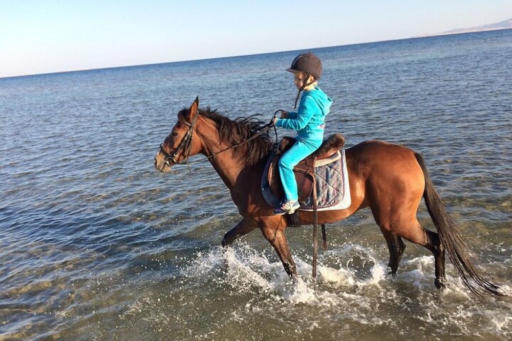 1 Hour Beach Horse Ride in Sharm El Sheikh | ®ExcursionMania