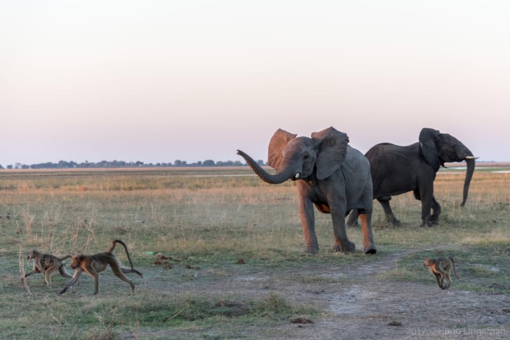 Chobe National Park: Day Trip with River Cruise | ®ExcursionMania