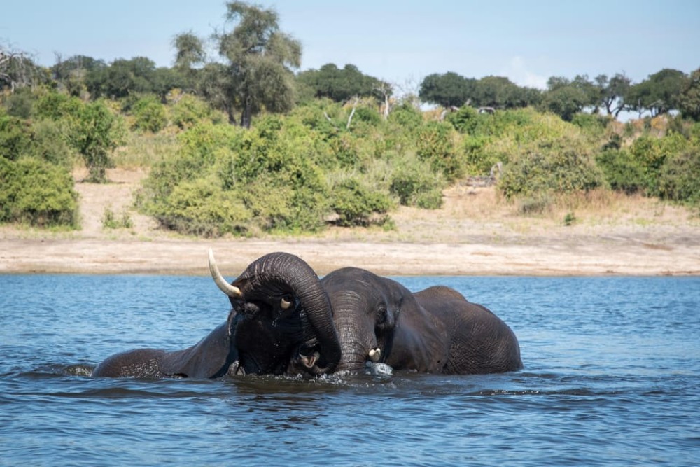 Chobe National Park: Day Trip with River Cruise | ®ExcursionMania