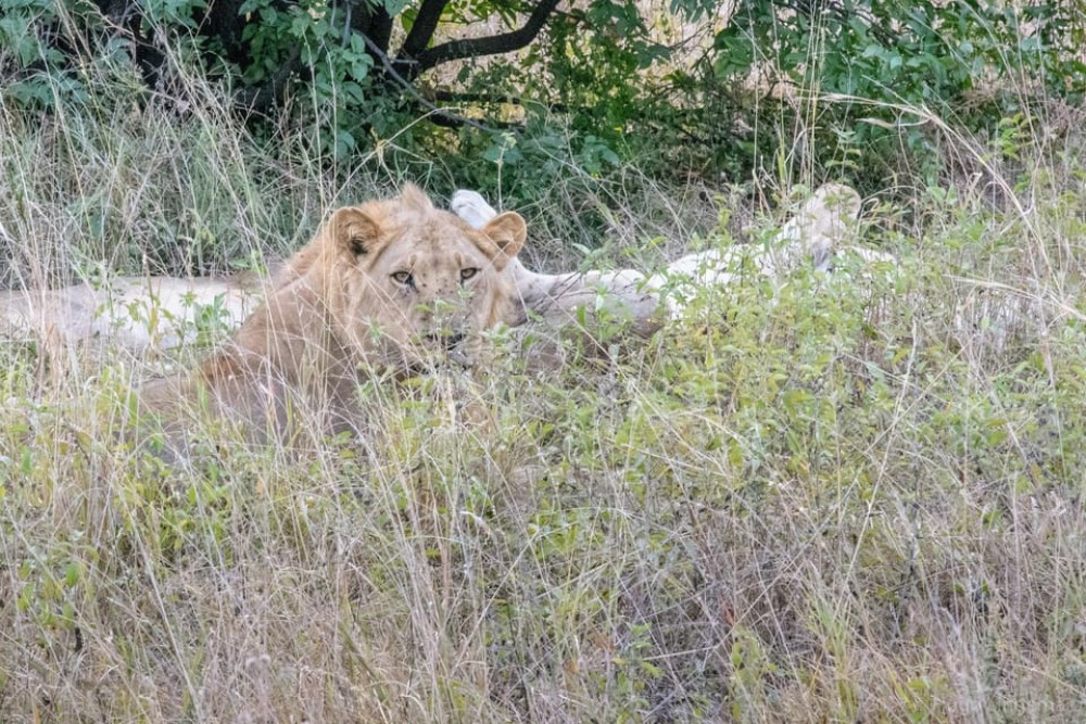 Chobe National Park: Day Trip with River Cruise | ®ExcursionMania