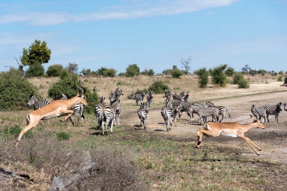 Chobe National Park: Day Trip with River Cruise | ®ExcursionMania