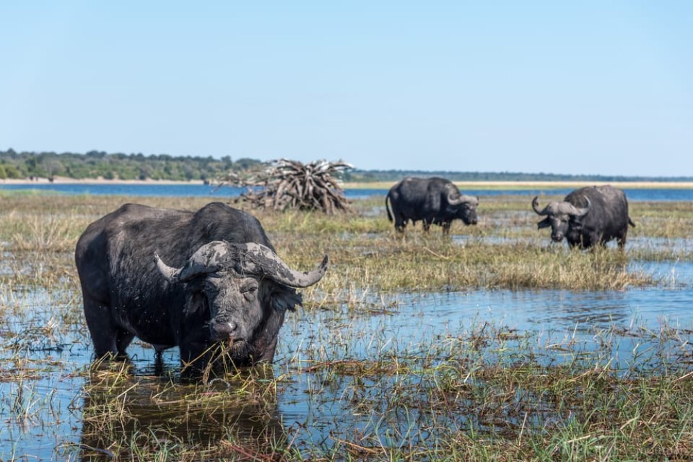 Chobe National Park: Day Trip with River Cruise | ®ExcursionMania