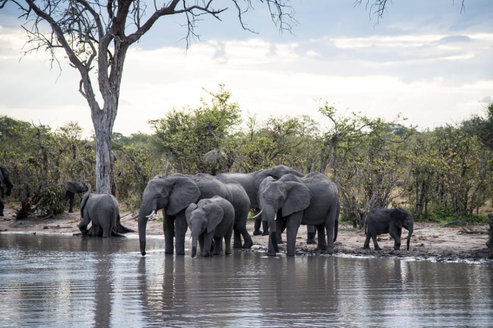 Chobe National Park: Day Trip with River Cruise | ®ExcursionMania