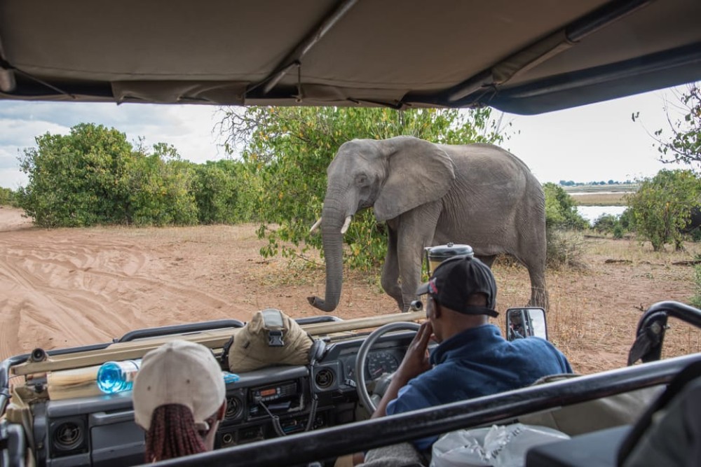 Chobe National Park: Day Trip with River Cruise | ®ExcursionMania